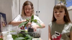 /Хойя Лиза и Локки/Как укоренить эти хойи?/??