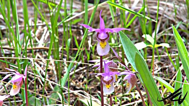 Calypso bulbosa (Linnaeus) Oakes var. americana (R. Brown) Luer - Orchid - YouTube смотреть онлайн