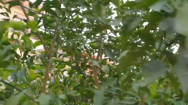 How to Grow and Care Lemon Plant || Fun Gardening смотреть онлайн