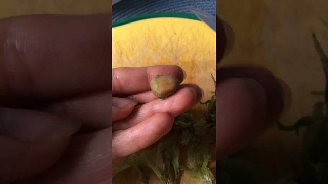 Фундук растет в Калининграде - это невероятно! Нашла в городе дерево, возможно, с фундуком! смотреть онлайн