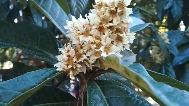 Ноябрь. Цвепеп мушмулла..mp4 смотреть онлайн