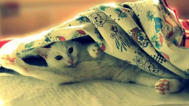 Почему кошки спят на человеке? 7 причин смотреть онлайн