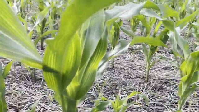 Сорняки на No-Till кукурузе - стоит ли тотально уничтожать? смотреть онлайн