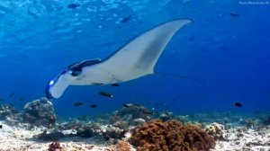 Aquarium 4K VIDEO ULTRA HD - Beautiful Coral Reef Fish - Sleep Relaxing Meditation Music