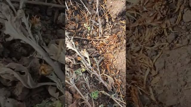 Зимовка хризантем в средней полосе смотреть онлайн