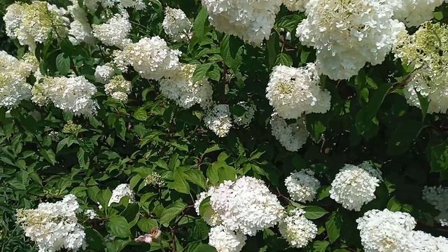 Гортензия Ванилла Фрейз -долгожительница в моём саду. смотреть онлайн