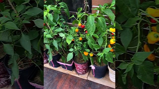 Сладкий перец на балконе и в открытом грунте. смотреть онлайн