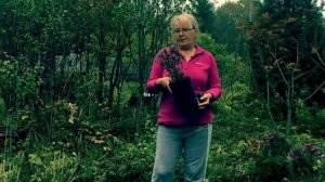 Самшит. Посадка в открытый грунт.