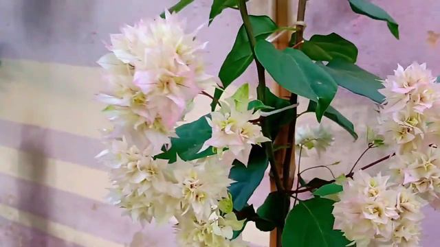 Jardim com Bougainvilleas Marcela Carvalho -Boa Vista -Roraima смотреть онлайн