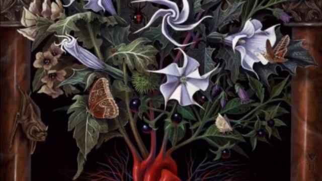 Datura Trip Report: The Terror of Enlightenment смотреть онлайн