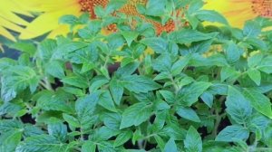 УНИКАЛЬНЫЕ СВОЙСТВА РАССАДЫ ТОМАТА НАСТЕНЬКА. Ольга Чернова.