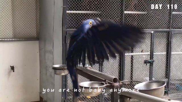 How Hyacinth Macaw grow up from eggs until fly (free flight) in Indonesia. IG: Andy_hoo_brankass смотреть онлайн