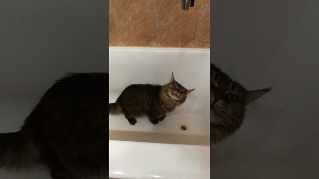 кошка пьет воду из крана смотреть онлайн