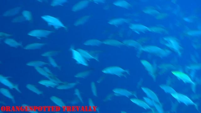 Snorkeling in Sharm-El-Sheikh / Сноркелинг(плавание с маской и трубкой) в Шарм-Эль-Шейхе смотреть онлайн