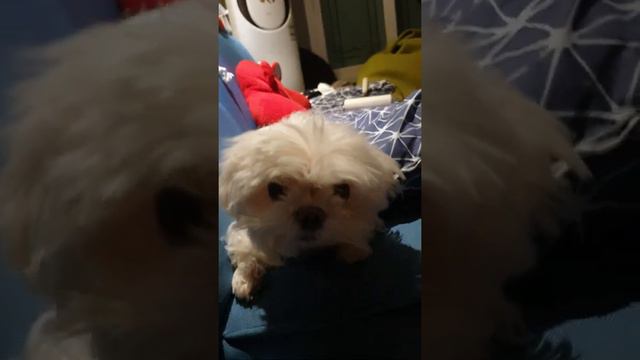 강아지머리가 펑키스타일이됐어요 마구마구비벼비벼 смотреть онлайн
