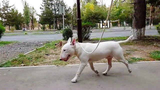 Друзья! Как Вам Наш Дэн? (ветеран) 😊 Скоро выставки 🐾💕 Бультерьер смотреть онлайн
