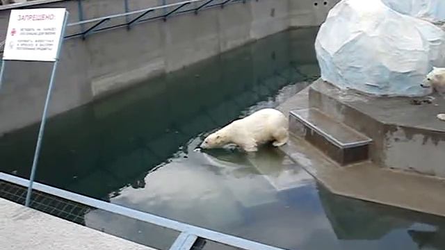 Белые медведи в новосибирском зоопарке смотреть онлайн