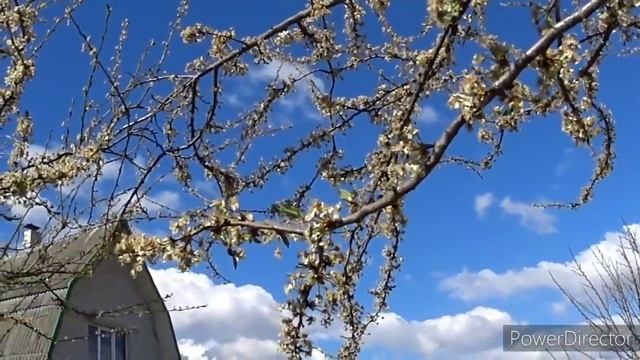 Как будто ведро помоев вылили на голову. На даче.Vlog. Брест смотреть онлайн