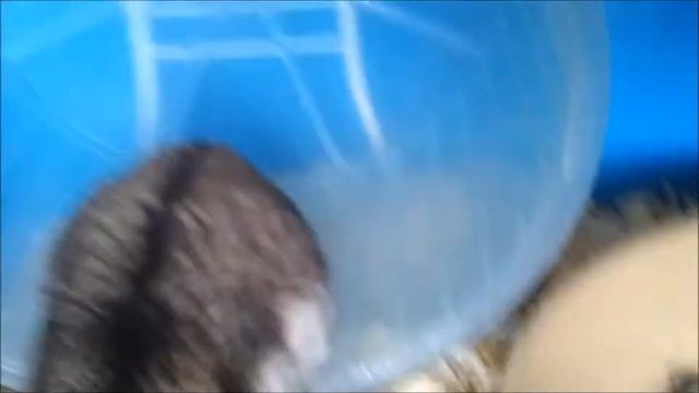 Hamster Treat Time смотреть онлайн