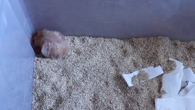 УБОРКА В КОНТЕЙНЕРЕ У ХОМЯКА! БЕРЕМЕННАЯ ХОМЯЧИХА НАВОДИТ СВОЙ ПОРЯДОК смотреть онлайн