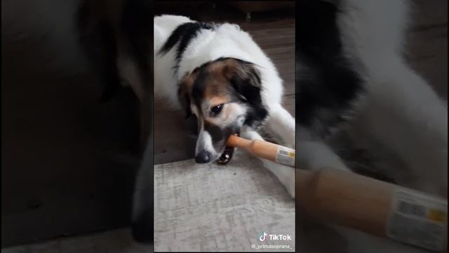 Разговор  с Чайной 3. Любимица семьи