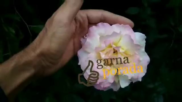 мои отзывы о розе глория дей (пис, gloria dei, peace) смотреть онлайн