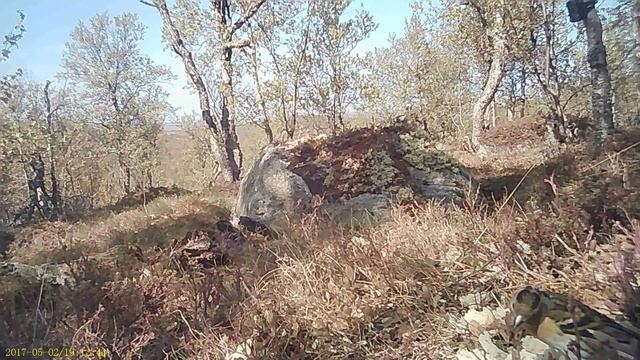 Жаворонок лесной. Мурманск. смотреть онлайн