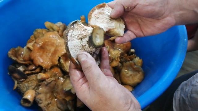 Непонятный рыжик.Солить таким или выкинуть? смотреть онлайн