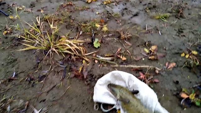 Налим на закидушки. Проверка. смотреть онлайн