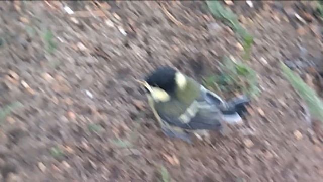 Птенец большой синицы! Снято 25.06.2022. смотреть онлайн