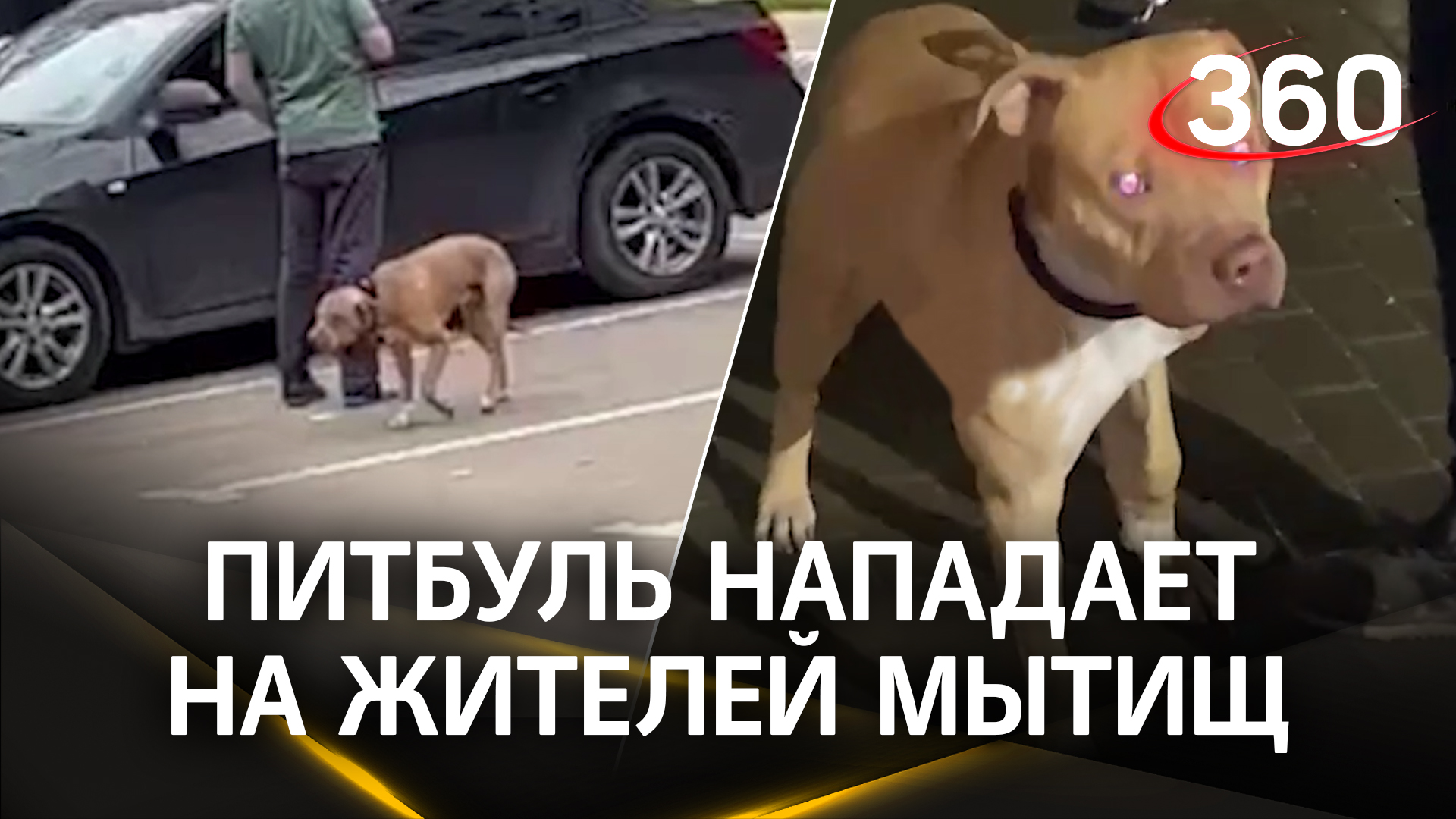 Питбуль нападает на жителей Мытищ, а пьяный хозяин пытается откупиться смотреть онлайн