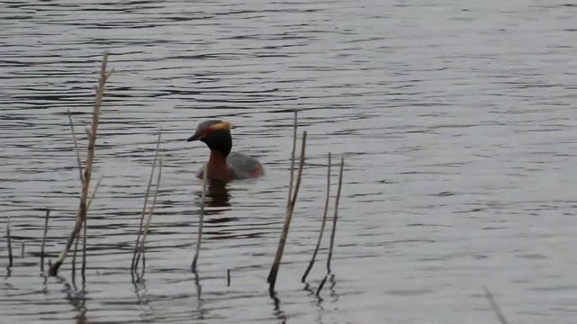 №2194 11 05 2022 Иду на озеро смотреть онлайн