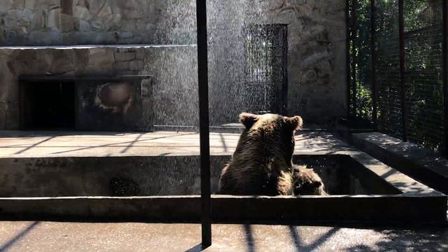 Игры медведей! Тайган Bear games! Taigan смотреть онлайн