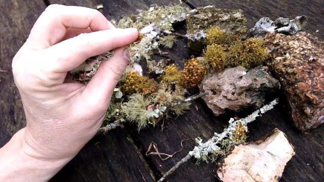 Usnea-Old Man's Beard смотреть онлайн