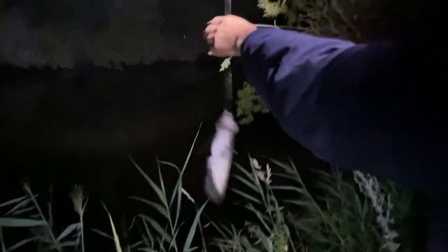 Очередной усатый головастик отправляется в свою стихию смотреть онлайн