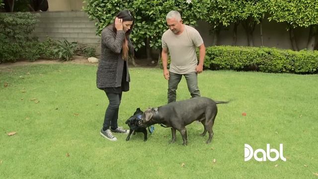 Cesar Millan Has a Pug Face Off with Pit Bulls to Correct Behavior смотреть онлайн