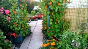 ОДНОЛЕТНИКИ Настурция в Сибирскрм саду Сибирская Мини Дачка