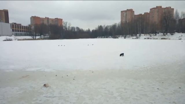Цвергшнауцер Тоби и маленькая Лилу смотреть онлайн