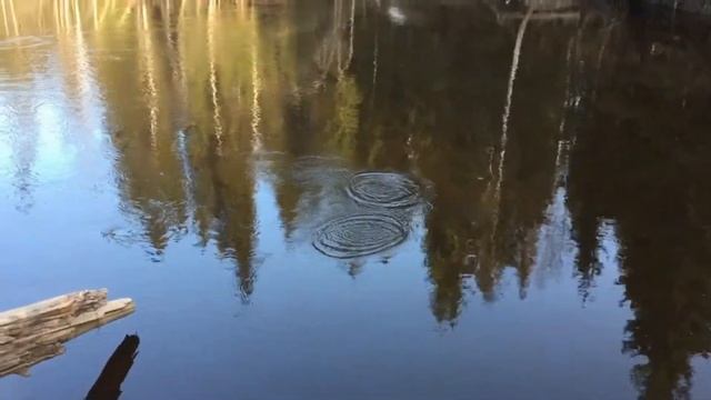 Ставим донки на налима в лесной речке. Добываем ручейника дедовским методом (100% результат). смотреть онлайн