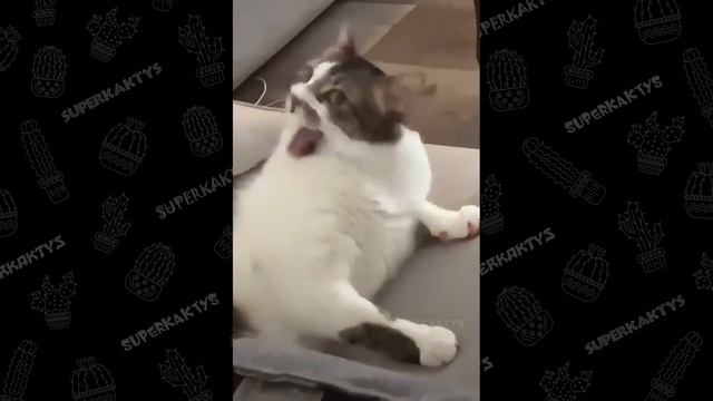 Aggressive LICK 1 hour | Агрессивный ЛИЗЬ 1 час смотреть онлайн