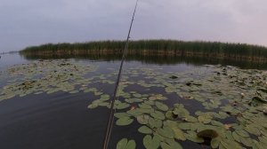 Щука. Ловим на поверхностные приманки. поппер хорватское яйцо. Сто поклевок. Ринафиш.