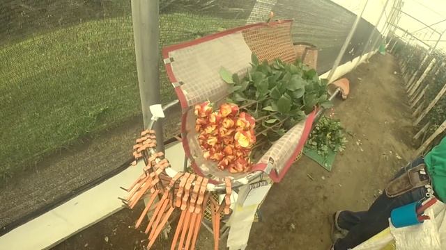 Как выращивают розы смотреть онлайн