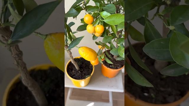 Лимонное дерево. Заказать в СПб instagram @janaplants смотреть онлайн