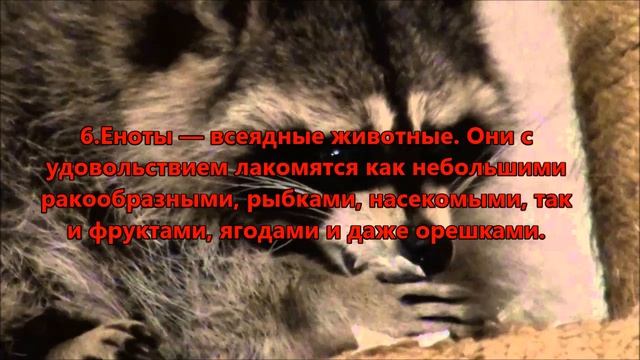 10 ФАКТОВ ПРО ЕНОТА!!! смотреть онлайн