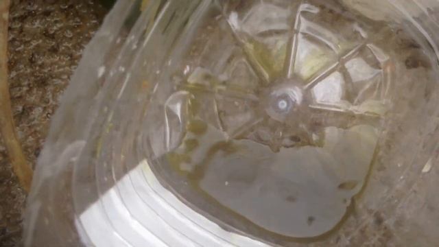 Золото из старых процессоров Pentium 1+ Gold From Old Pentium 1 Processors