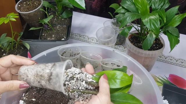 Цветение замика, фиалок,пересадка черенков лимона,03.02.2024. смотреть онлайн