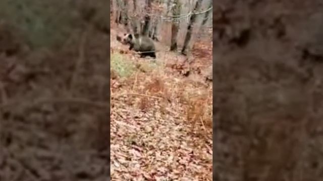 Čovjek naletio na Medvjeda, Srećom dobro se završilo. смотреть онлайн