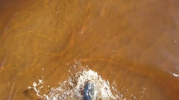 Болотоход MAX Motor 24 лс