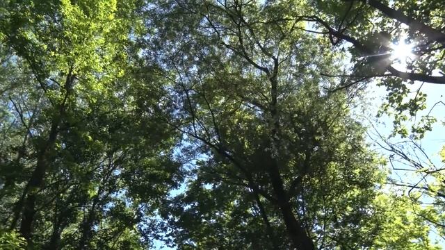 Как стригут овец в горном селе в Сербии смотреть онлайн