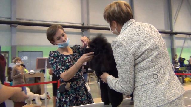 159 Моно пуделей 11.10.2020, TRADICIJA IZ DOMA DUVAL смотреть онлайн